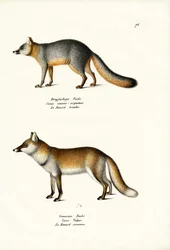 Grey Fox, 1824